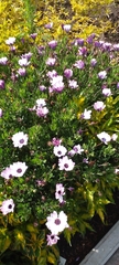 Dimorphotheca
