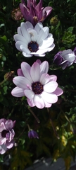 Dimorphotheca