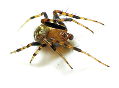 Araneus albotriangulus