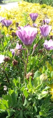 Dimorphotheca