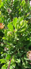 Dimorphotheca