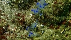 Clavelina australis