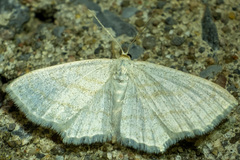 Scopula quadrilineata