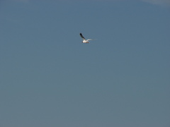 Chroicocephalus maculipennis