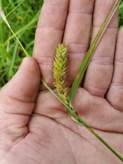 Carex trichocarpa