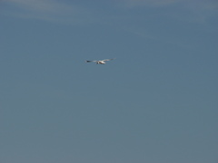 Chroicocephalus maculipennis