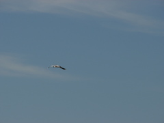 Chroicocephalus maculipennis