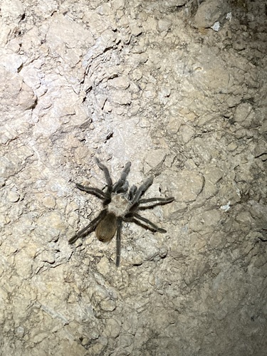 Texas Brown Tarantula