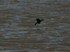 Nannopterum brasilianum