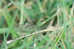 Argia nahuana