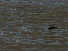 Nannopterum brasilianum