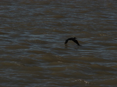 Nannopterum brasilianum