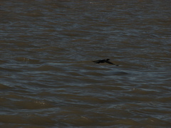 Nannopterum brasilianum