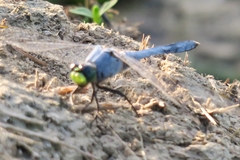 Erythemis simplicicollis