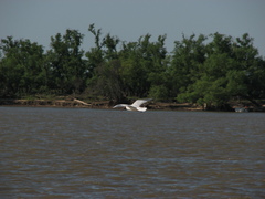 Chroicocephalus maculipennis