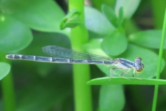 Ischnura posita