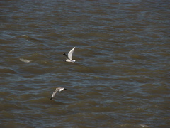 Chroicocephalus maculipennis