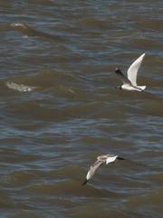 Chroicocephalus maculipennis