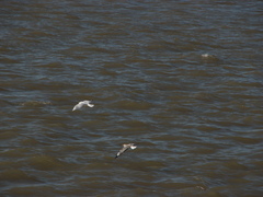 Chroicocephalus maculipennis