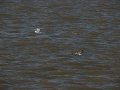 Chroicocephalus maculipennis