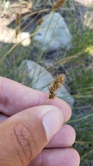 Carex hoodii