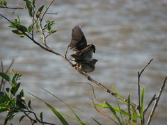 Passer domesticus
