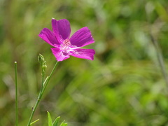 Callirhoe digitata