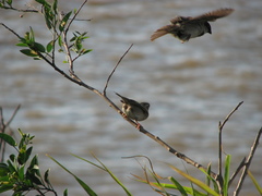 Passer domesticus