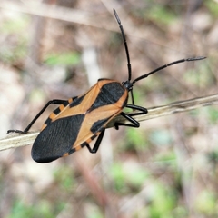 Sephina vinula