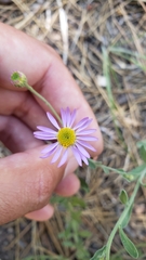 Erigeron breweri breweri