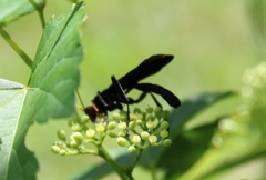 Gnamptopelta obsidianator
