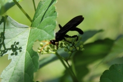 Gnamptopelta obsidianator
