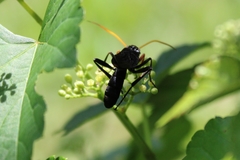 Gnamptopelta obsidianator