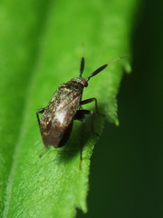 Atractotomus mali
