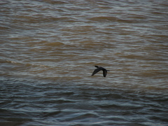 Nannopterum brasilianum