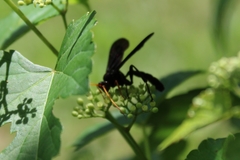 Gnamptopelta obsidianator