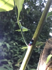 Amblyscarta opulenta