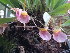 Masdevallia tuerckheimii
