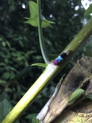 Amblyscarta opulenta