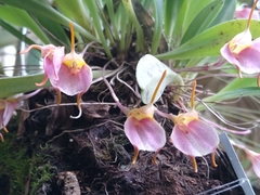 Masdevallia tuerckheimii
