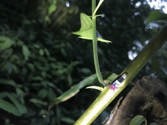 Amblyscarta opulenta