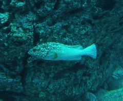 Clipperton Grouper photo 2