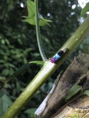 Amblyscarta opulenta