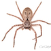 Giant Grey Huntsman - Photo (c) sa_biodiversity, some rights reserved (CC BY-NC)