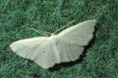Scopula caricaria