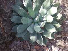 Agave guadalajarana