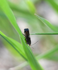 Grapholita fana