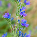 Viper's-Bugloss - Photo (c) Kathryn McGrail, some rights reserved (CC BY-NC), uploaded by Kathryn McGrail