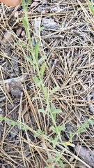 Erigeron breweri breweri