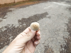 Fungi